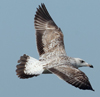 Larus armenicus